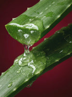 protagonist skin aloe vera bio